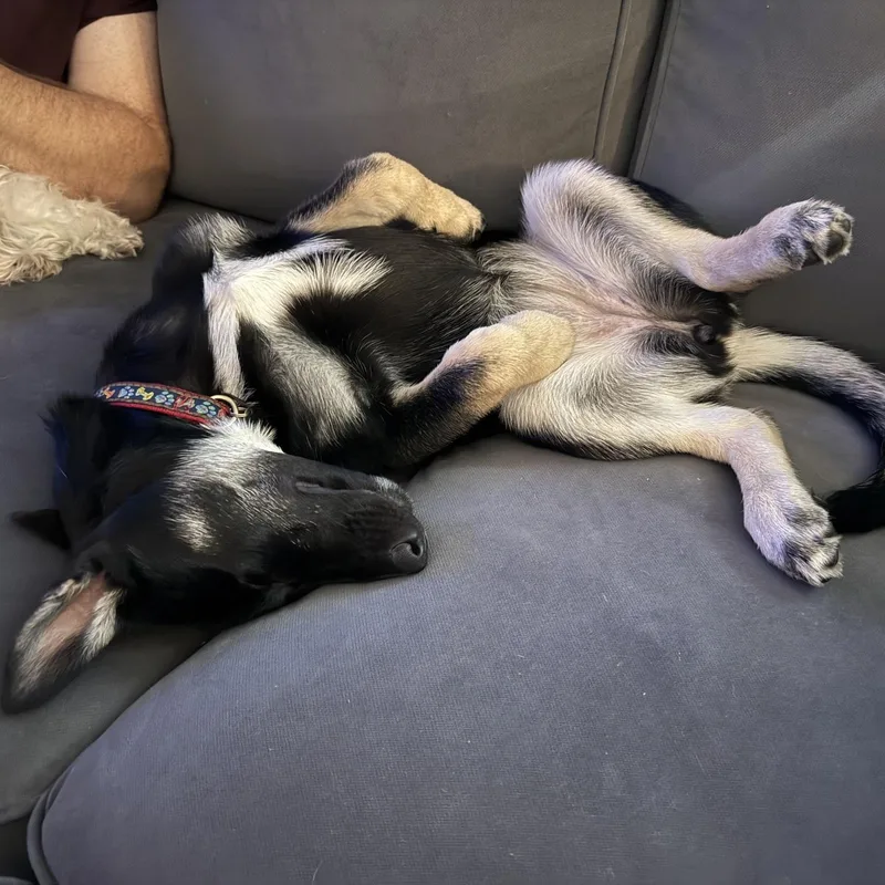 A baby medium-sized female German Shepherd Dog dog named Asha for adoption in Richmond, VA