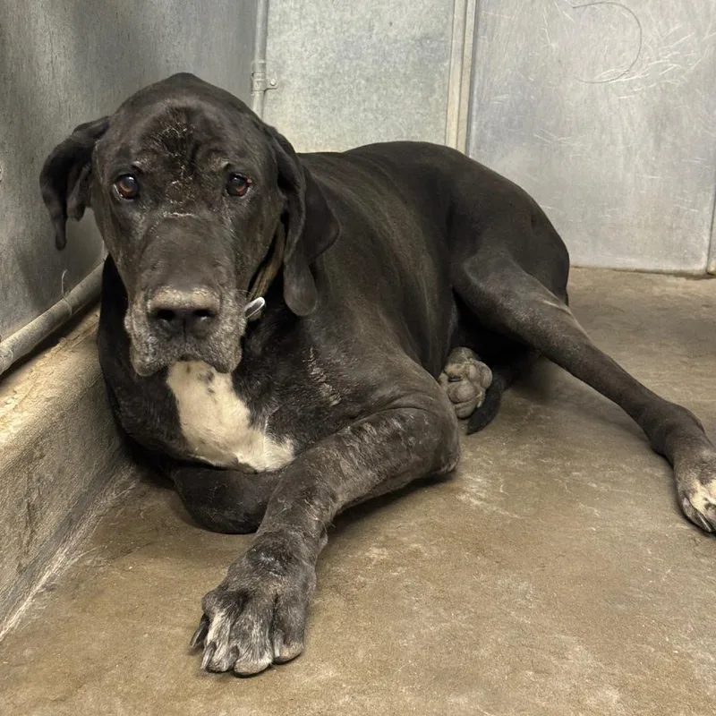 A senior extra large-sized male Gray / Blue / Silver Great Dane dog named Triton for adoption in Carlin, NV