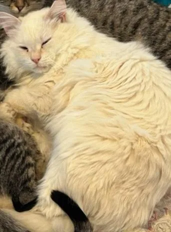 Big Fluff