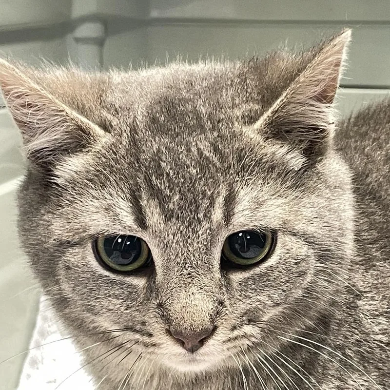 A young small-sized male Gray / Blue / Silver Domestic Short Hair cat named Jeff for adoption in Mount Juliet, TN