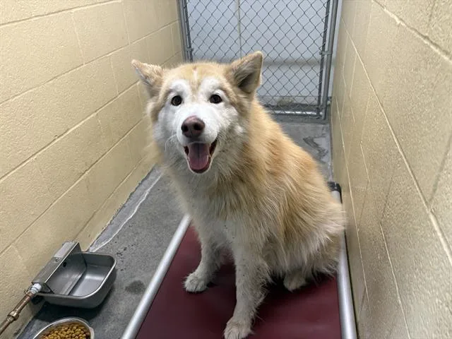 An adult large-sized male Husky dog named Mighty for adoption in Fairfield, CA