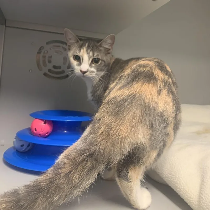 A baby medium-sized female Calico Domestic Medium Hair cat named Tootsie for adoption in Columbus, NC