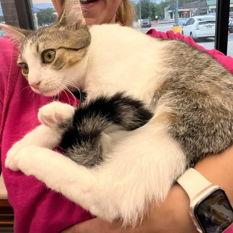 A baby medium-sized male Tabby (Brown / Chocolate) Domestic Short Hair cat named Gabriel for adoption in Cleveland, OH
