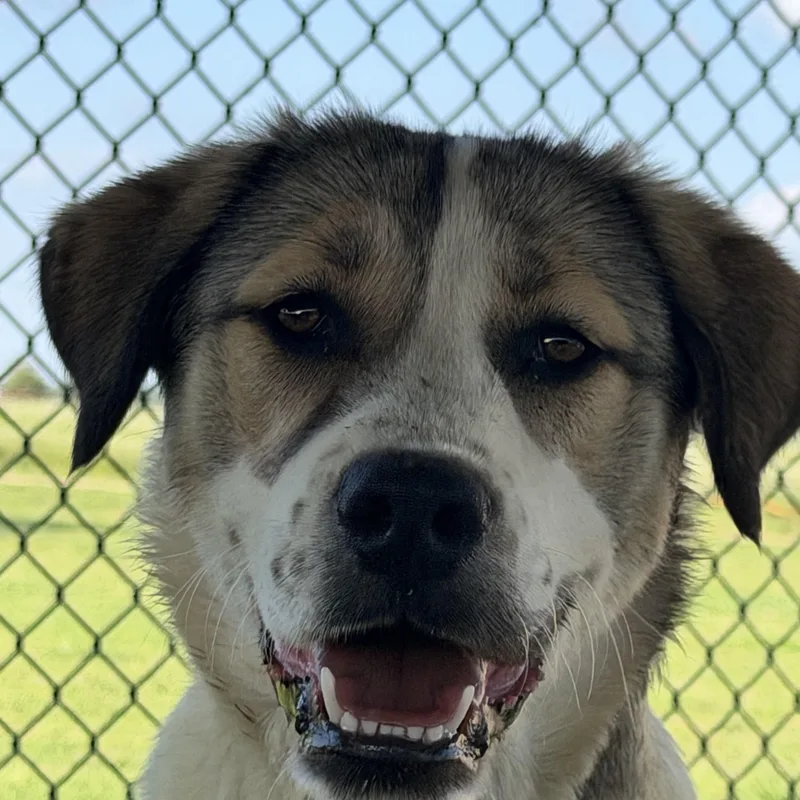 A young large-sized female Anatolian Shepherd dog named Jema for adoption in Paris, TX