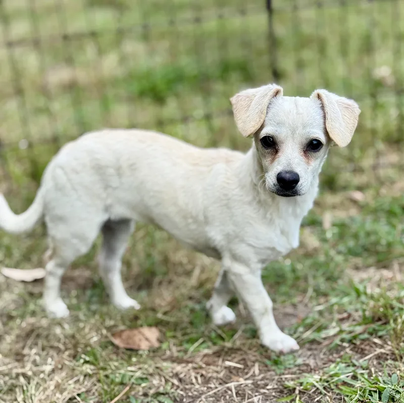 A baby small-sized female White / Cream Miniature Dachshund dog named Bella for adoption in Lucedale, MS