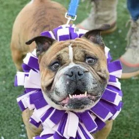 An adult large-sized male Brown / Chocolate Mixed Breed dog named Legend for adoption in New York, NY