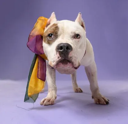 An adult medium-sized male Mixed Breed dog named Sixton for adoption in Atlanta, GA