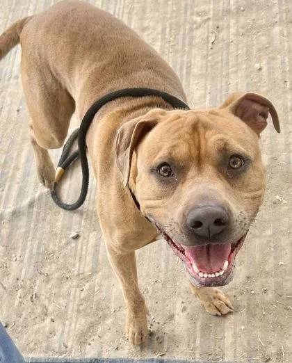 An adult large-sized male Apricot / Beige Mixed Breed dog named Guy for adoption in Georgetown, TX