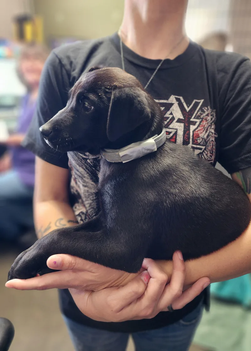 A baby medium-sized female Black Black Labrador Retriever dog named Sally for adoption in Clinton, MO