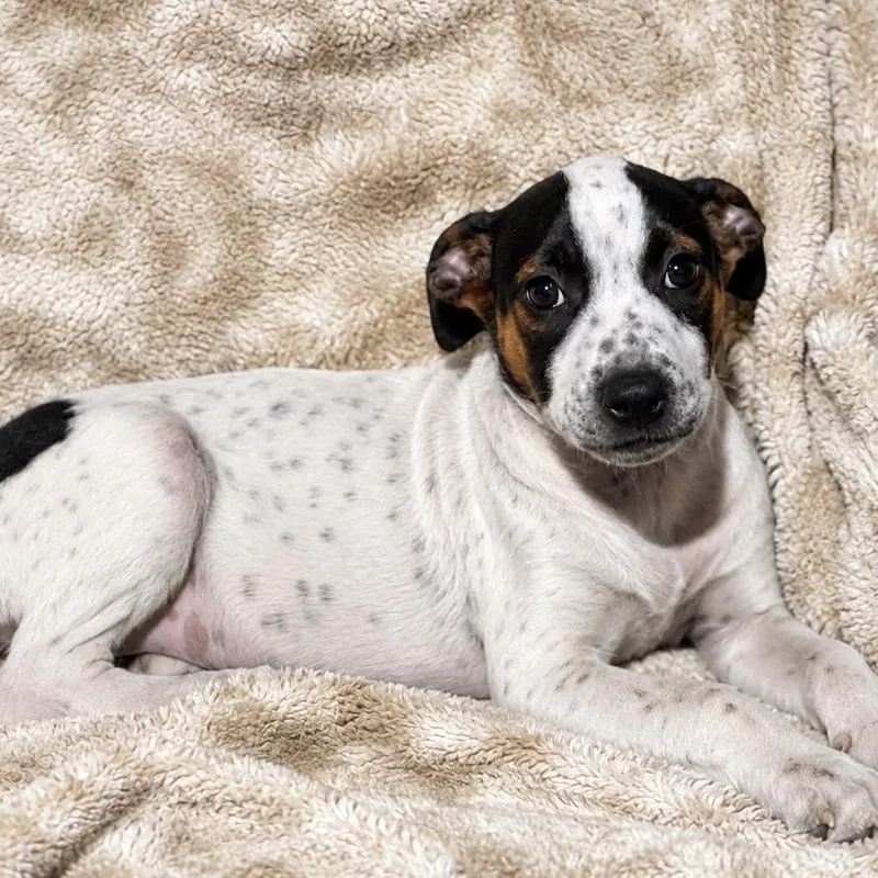 A baby medium-sized female Tricolor (Brown, Black, & White) Mixed Breed dog named Minnie for adoption in Pelham, NH