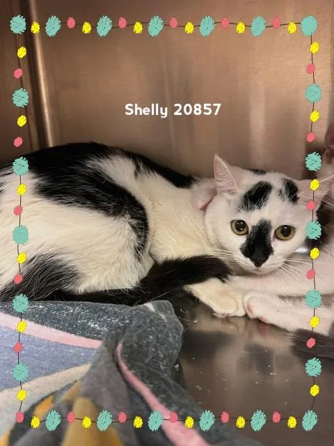 An adult medium-sized female Black & White / Tuxedo Domestic Short Hair cat named Shelly for adoption in Marietta, GA