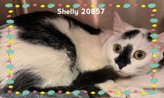 Shelly thumbnail 4