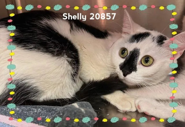 Shelly thumbnail 5