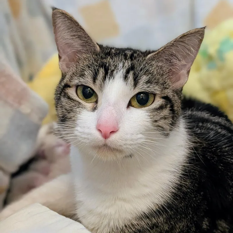 A young medium-sized female Gray / Blue / Silver Domestic Short Hair cat named Kaya for adoption in Salt Lake City, UT