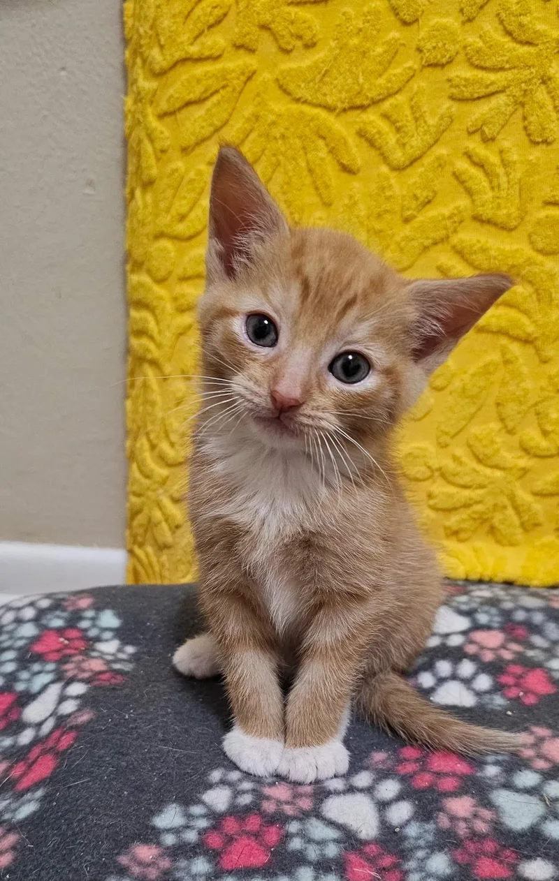 A baby small-sized male Orange & White Domestic Short Hair cat named Binxy for adoption in Pittsburgh, PA
