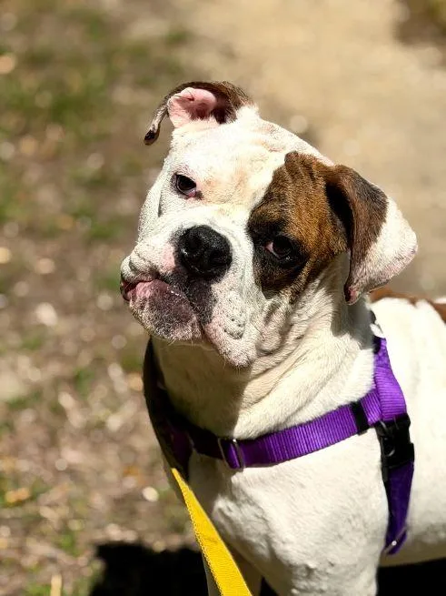 An adult large-sized male Brown / Chocolate English Bulldog dog named Meatball for adoption in Cape May Court House, NJ
