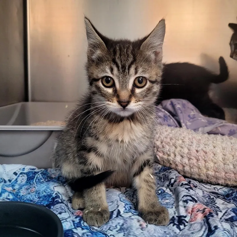 A baby small-sized female Domestic Short Hair cat named Sasha for adoption in Allyn, WA