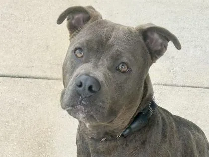 An adult medium-sized male Gray / Blue / Silver Mixed Breed dog named Garfield for adoption in Georgetown, TX