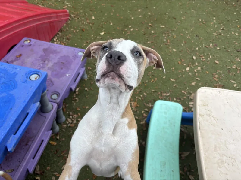 A young medium-sized female Staffordshire Bull Terrier dog named Blossom for adoption in Orlando, FL