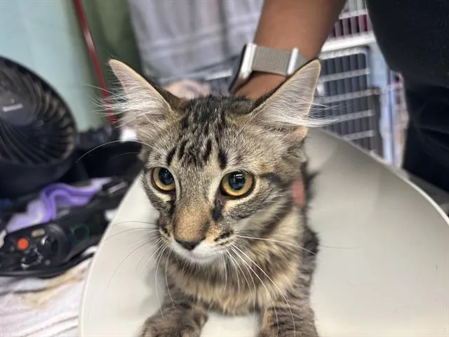 A baby medium-sized female Domestic Short Hair cat named Mushu for adoption in Grand Prairie, TX