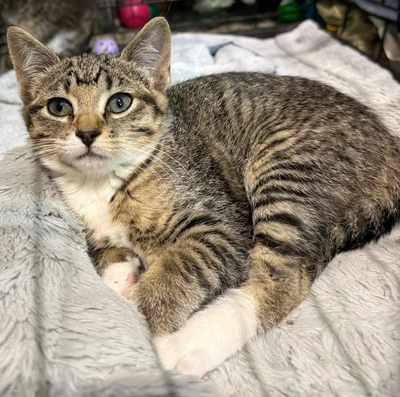 A baby small-sized female Tabby (Brown / Chocolate) Domestic Short Hair cat named Gia for adoption in Gresham, WI