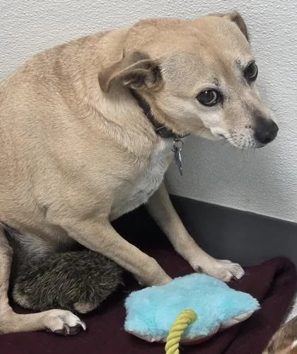 A senior medium-sized female Chihuahua dog named Honey for adoption in Parma, OH