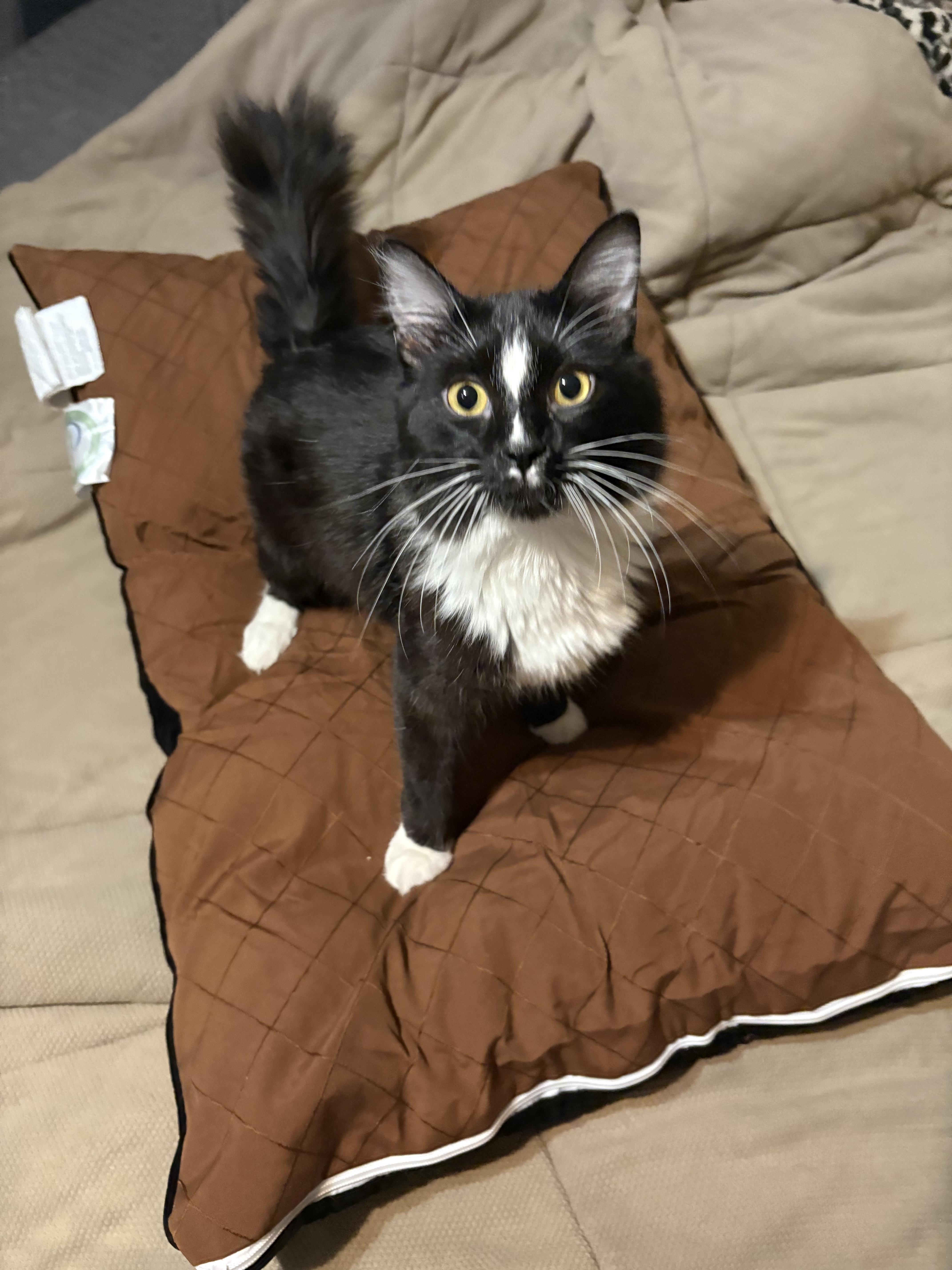 A young medium-sized male Black & White / Tuxedo Norwegian Forest Cat named Dash for adoption in Wills Point, TX