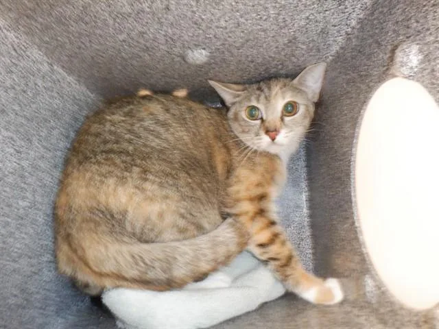 An adult medium-sized female Domestic Short Hair cat named Clover for adoption in San Jose, CA