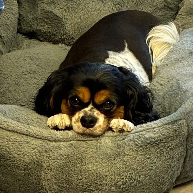 Juliette thumbnail 3