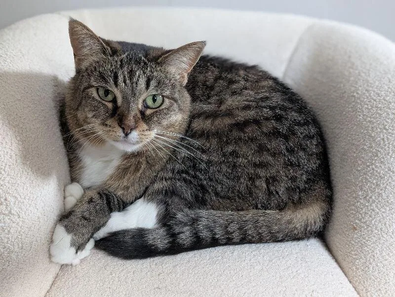 An adult medium-sized female Tabby (Brown / Chocolate) Domestic Short Hair cat named Annie for adoption in Adrian, MI