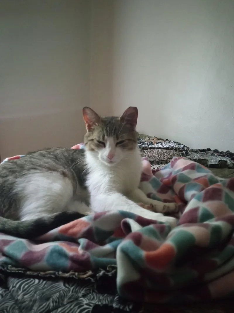 An adult medium-sized female Tabby (Brown / Chocolate) Domestic Short Hair cat named PK Junior for adoption in Rochester, NY