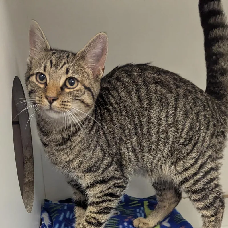 A young small-sized male Brown / Chocolate Domestic Short Hair cat named Christopher for adoption in Jeffersonville, IN