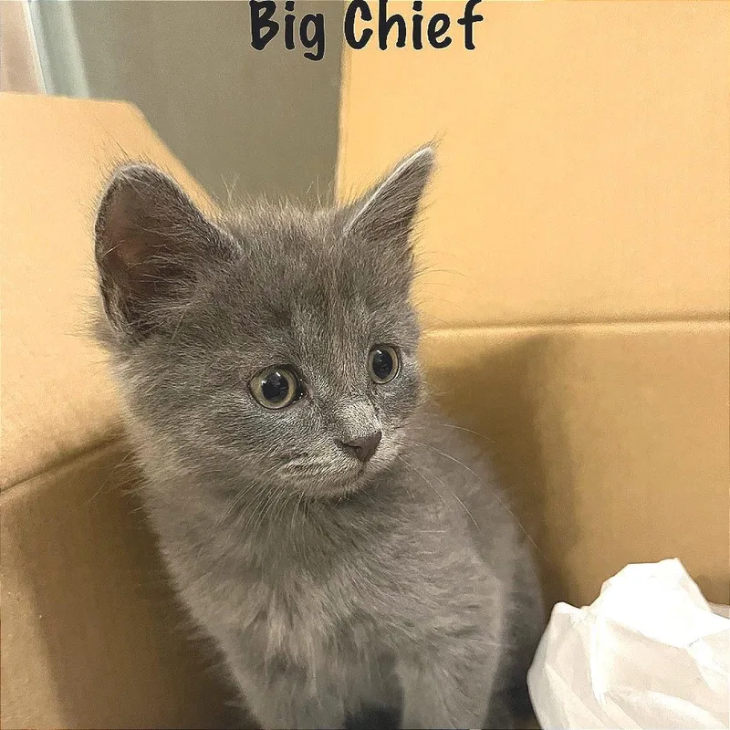 Big Chief