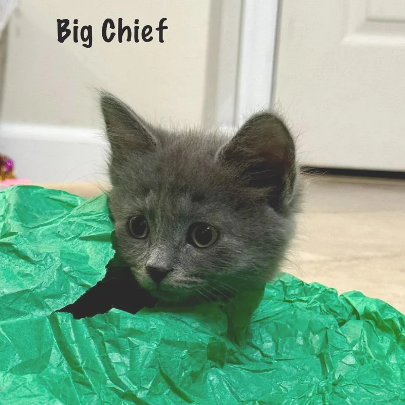 Big Chief thumbnail 2