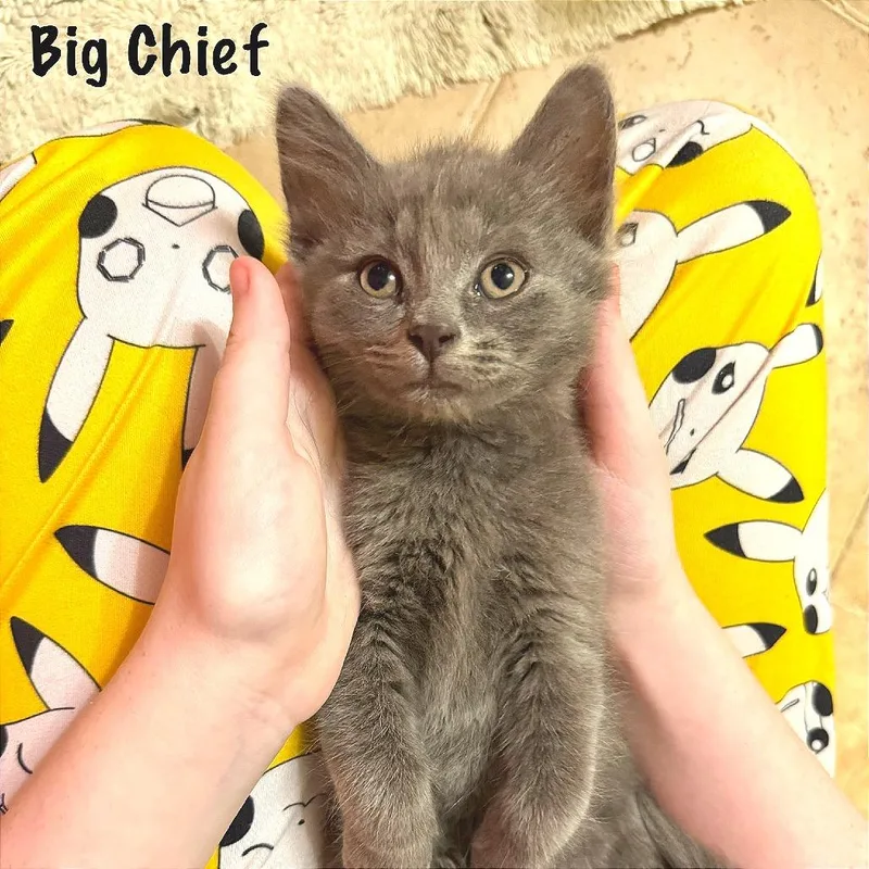 Big Chief thumbnail 3