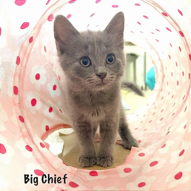Big Chief thumbnail 4