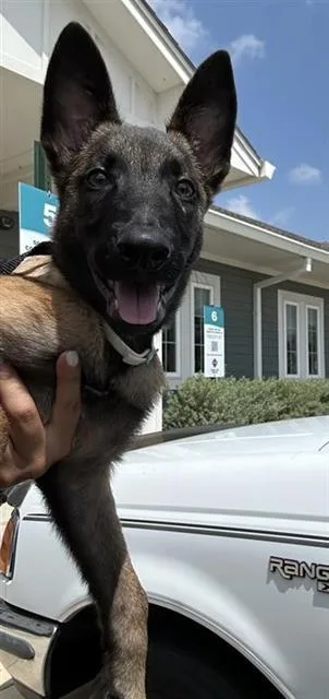 A baby small-sized male Belgian Shepherd / Malinois dog named Lucien for adoption in San Antonio, TX