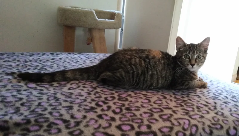 Tigerlily And Wendy thumbnail 3