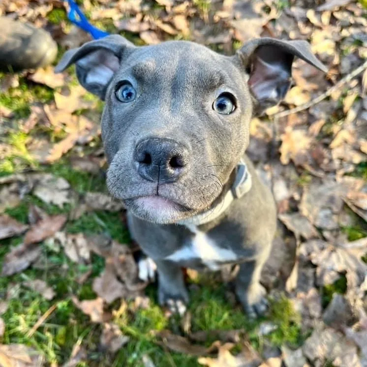 An adult large-sized female Pit Bull Terrier dog named Marceline for adoption in Kentwood, MI