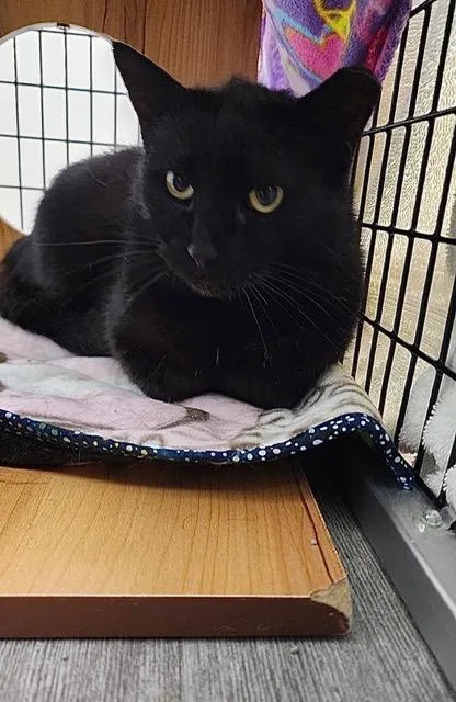An adult medium-sized female Black Domestic Short Hair cat named Midnight for adoption in Allegan, MI
