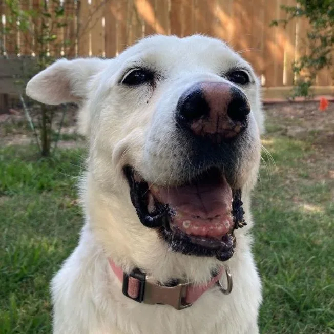 An adult large-sized female Labrador Retriever dog named Verbena for adoption in Sumter, SC