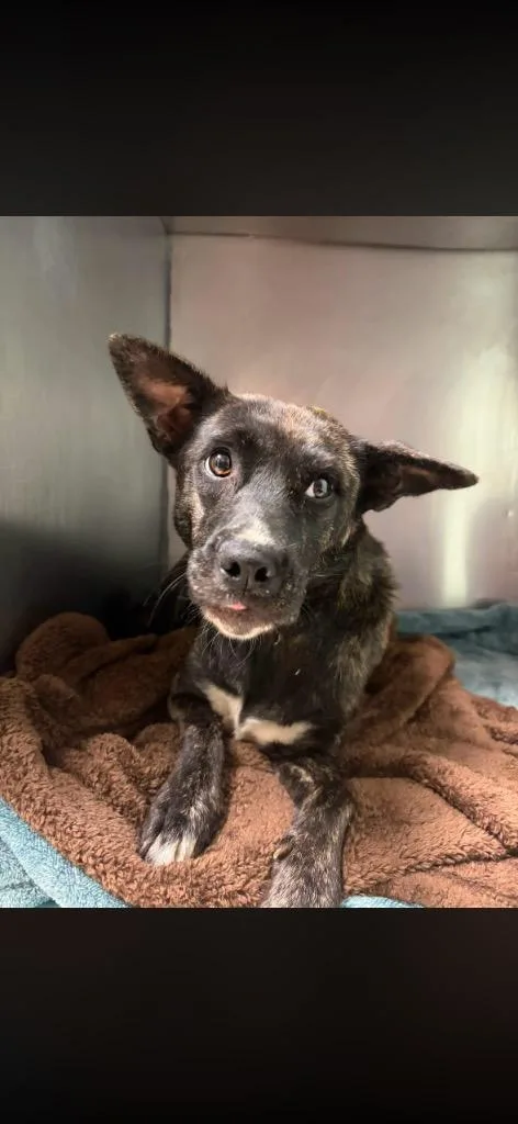 A baby medium-sized female Mixed Breed dog named Pumpkin for adoption in Morgantown, KY