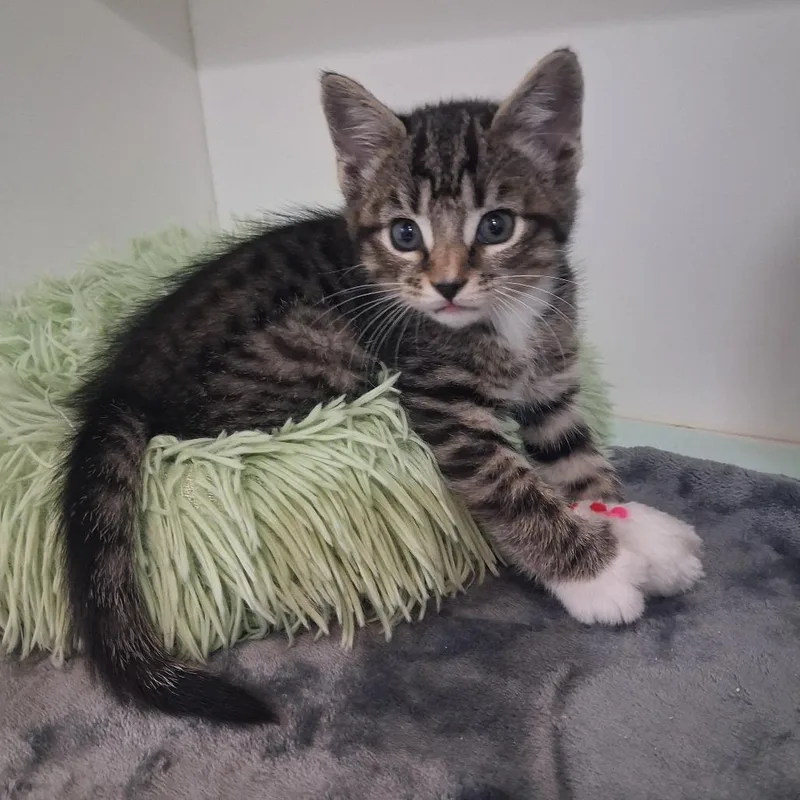 A baby small-sized male Brown / Chocolate Domestic Short Hair cat named Acorn for adoption in Elizabeth City, NC