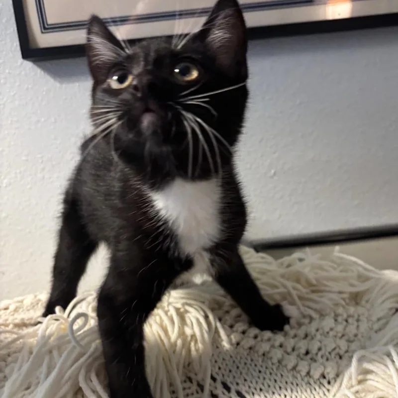 A baby small-sized male Black Domestic Short Hair cat named Cooper for adoption in Costa Mesa, CA