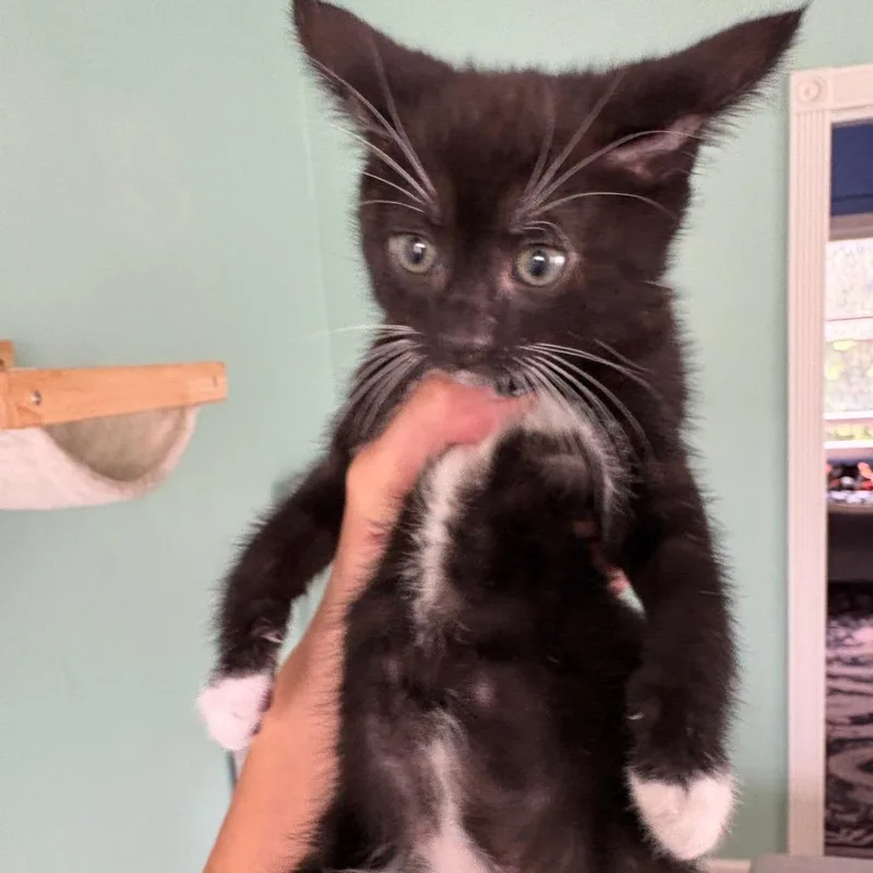 Cooper thumbnail 4