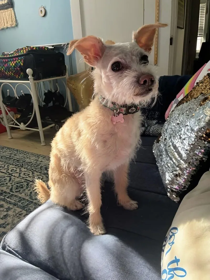 An adult small-sized male Maltese dog named Keebler for adoption in Portland, ME