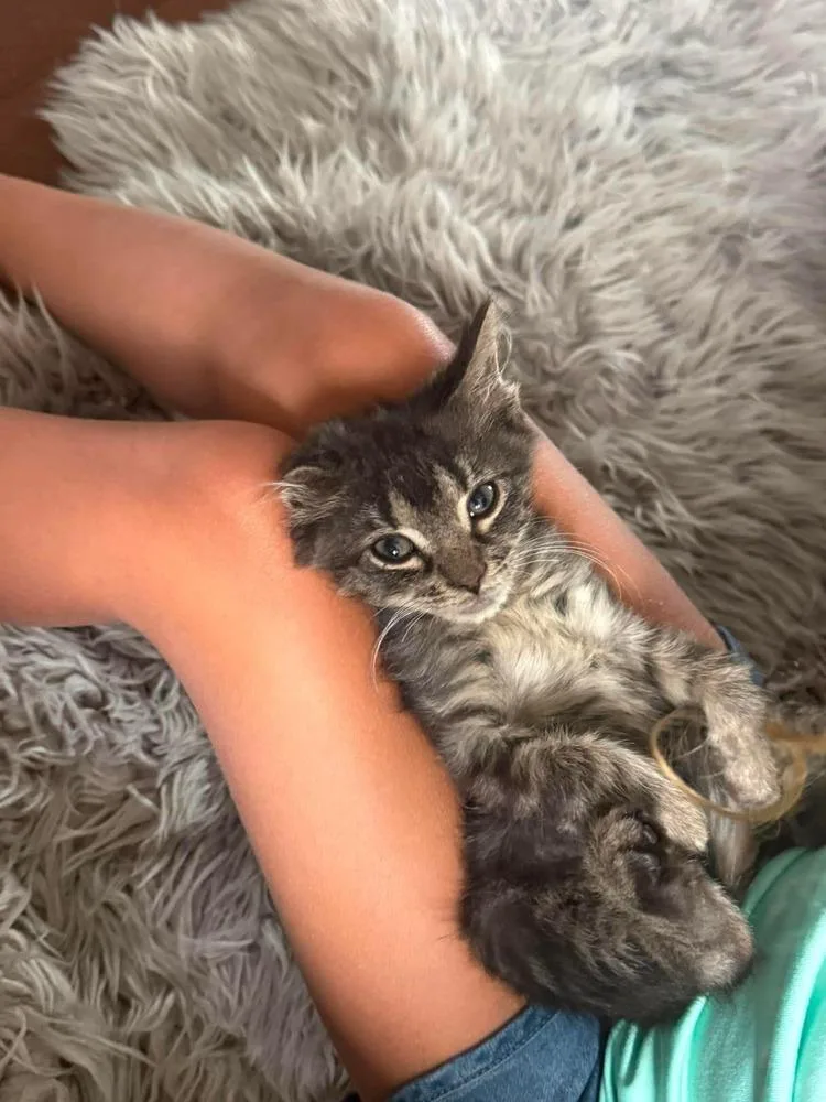 A baby small-sized male Black & White / Tuxedo Domestic Short Hair cat named Cicero for adoption in Chicago, IL