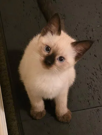 A baby medium-sized female Chocolate Point Siamese cat named Luna for adoption in Sacramento, CA