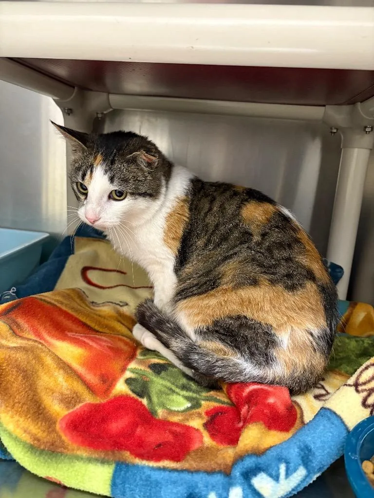 An adult medium-sized female Domestic Short Hair cat named Haddie for adoption in Black River Falls, WI