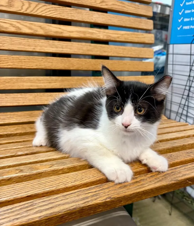 A baby small-sized male Domestic Medium Hair cat named Schaefer for adoption in Augusta, GA